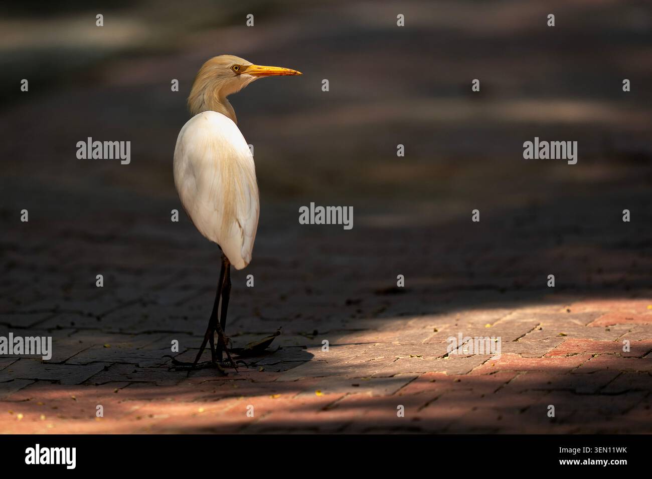Egret di bestiame con Plumage di allevamento in piedi su un sentiero pavimentato in Dramatic Lighting Foto Stock