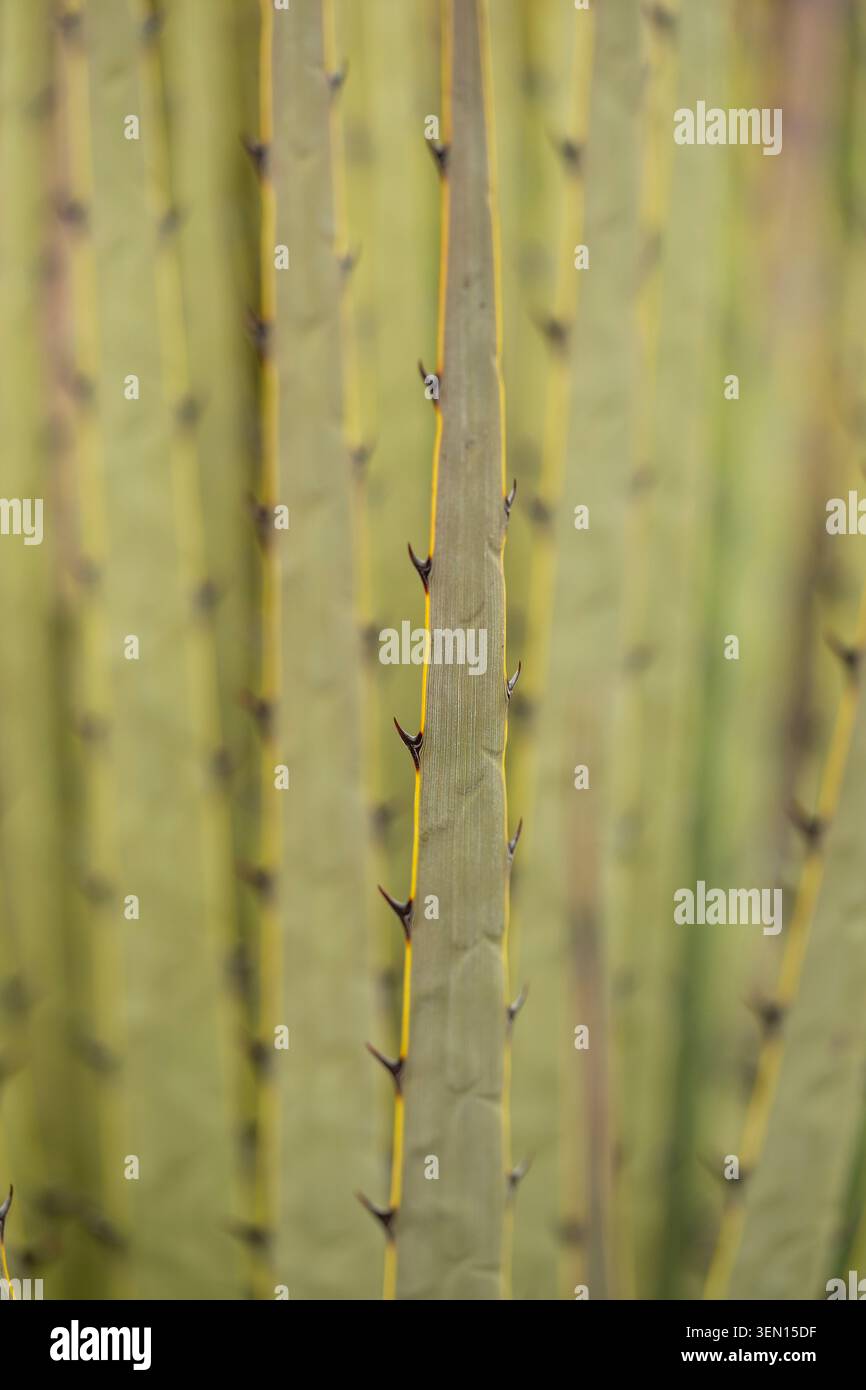 Primo piano di alti picchi di cactus verdi con spine affilate in un ambiente naturale. Foto Stock