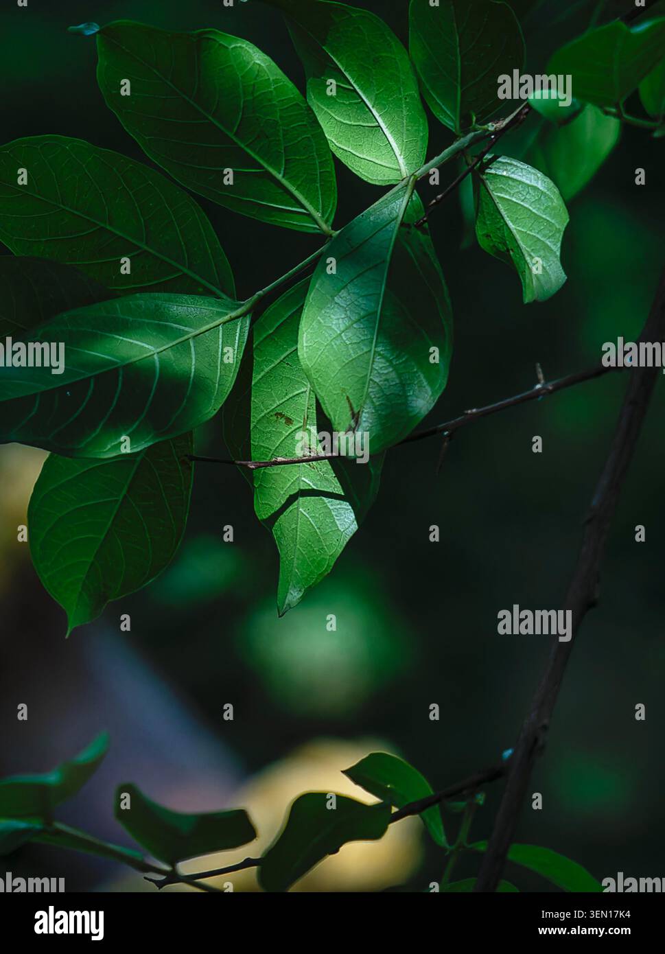 Foglie verdi su un ramo di albero Foto Stock