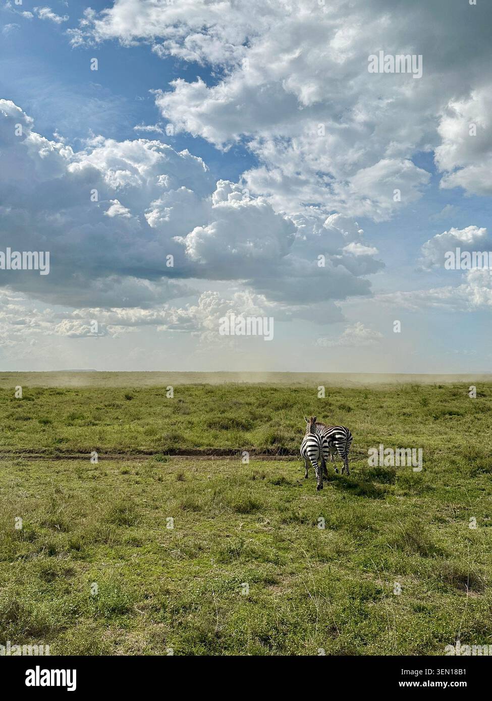 Un zebro solitario attraversa un'immensa savana verde sotto nuvole imponenti e un ampio cielo luminoso. - Immagine stock catturata con smartphone