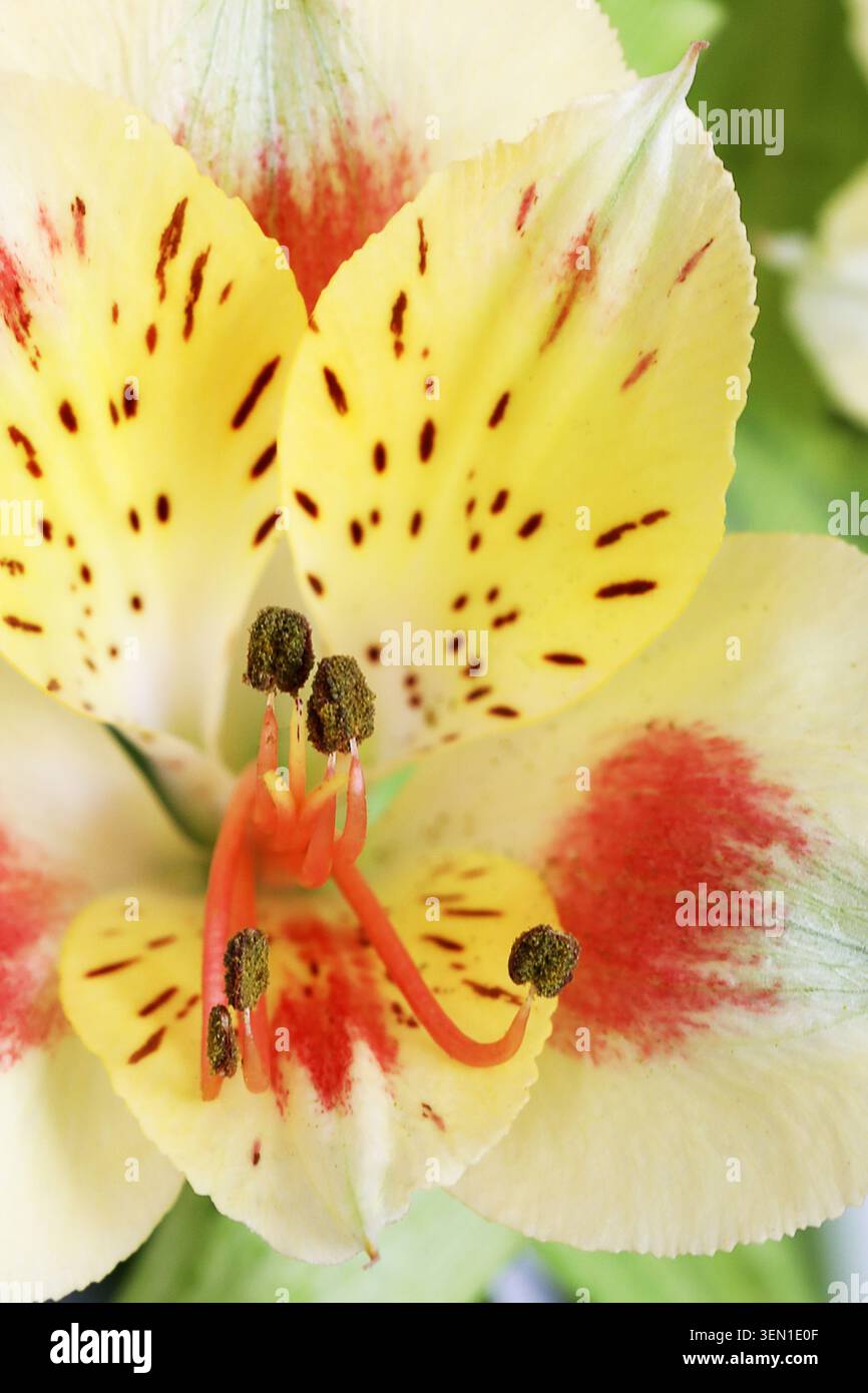 Una macro fotografia di un'Alstroemeria gialla (Alstroemeria Aurea) che mostra la stanchezza e i dettagli dei petali scattati nel mio studio di casa. Foto Stock