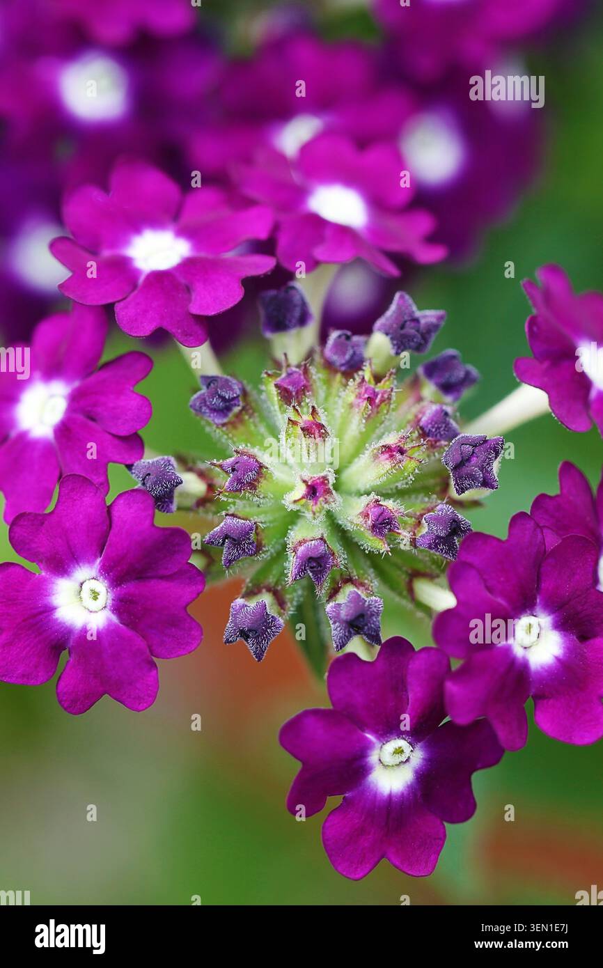 Una macro fotografia di una verbena viola in erba e fiorita (Glandularia X Hybrida) scattata in un giardino domestico a Nottingham nel Regno Unito. Foto Stock