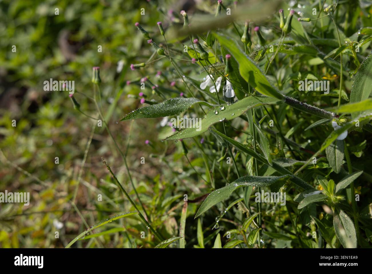 Rugiada sull'erba nella mattina di sole con bell'effetto bokeh morbido. alba sull'erba verde Foto Stock
