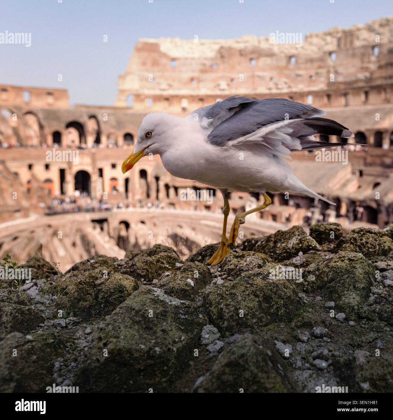 Gabbiano arroccato con il Colosseo sullo sfondo a Roma, Italia Foto Stock