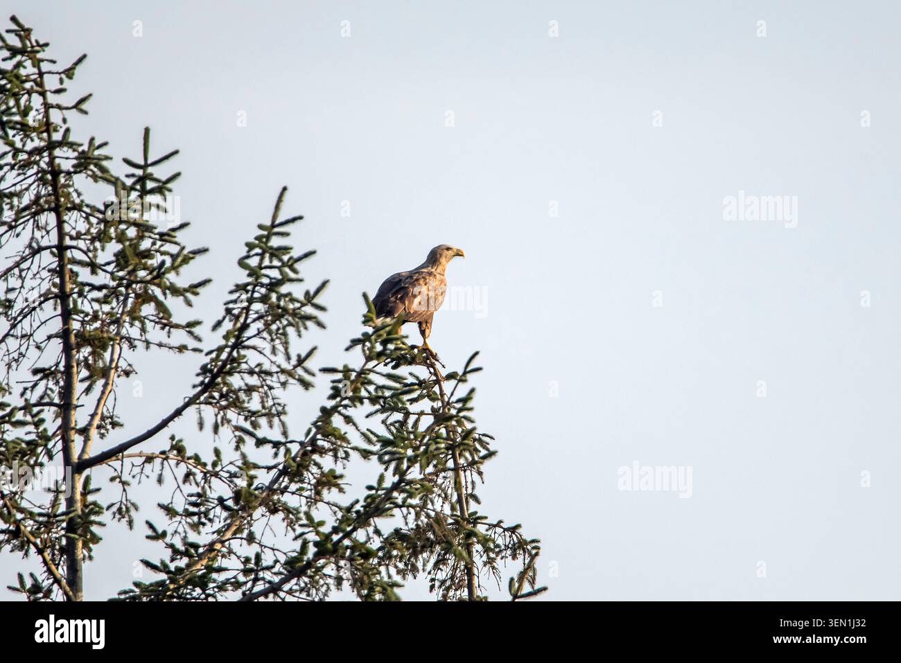 Aquila dalla coda bianca su abete Sitka Foto Stock