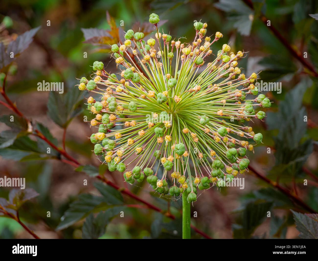 Macrofotografia di un ammasso di ombelici decorativi sferici verdi e gialli con testa di seme di allium di fronte al verde scuro del giardino Foto Stock
