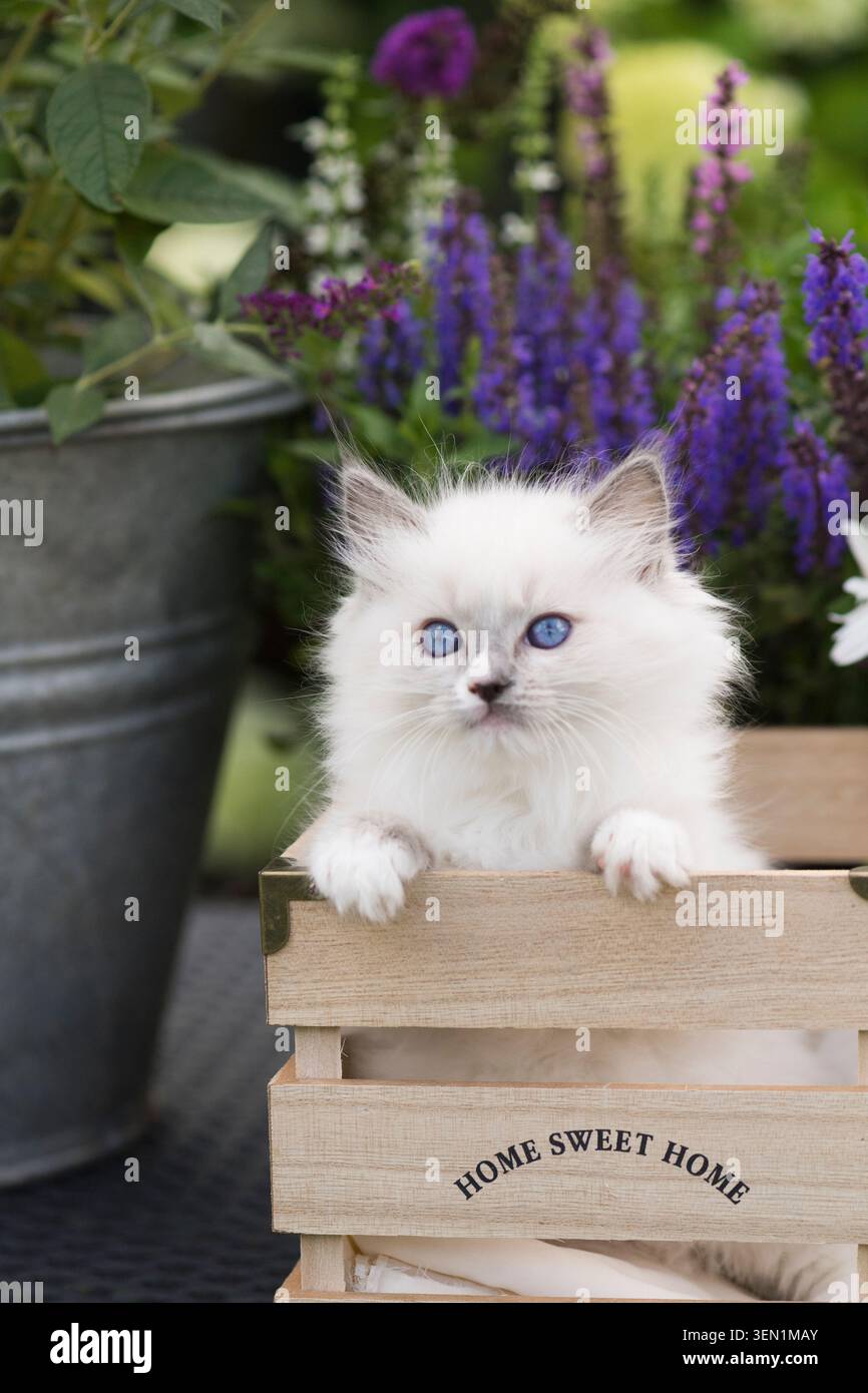 Ritratto di un gattino Ragdoll sulla terrazza fiorita Foto Stock