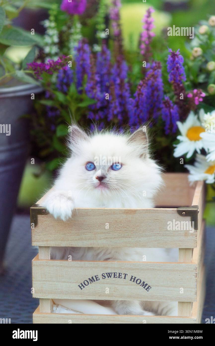 Ritratto di un gattino Ragdoll sulla terrazza fiorita Foto Stock
