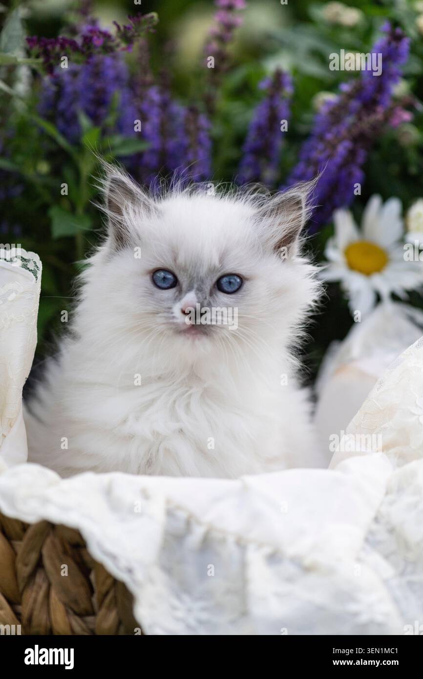 Ritratto di un gattino Ragdoll sulla terrazza fiorita Foto Stock