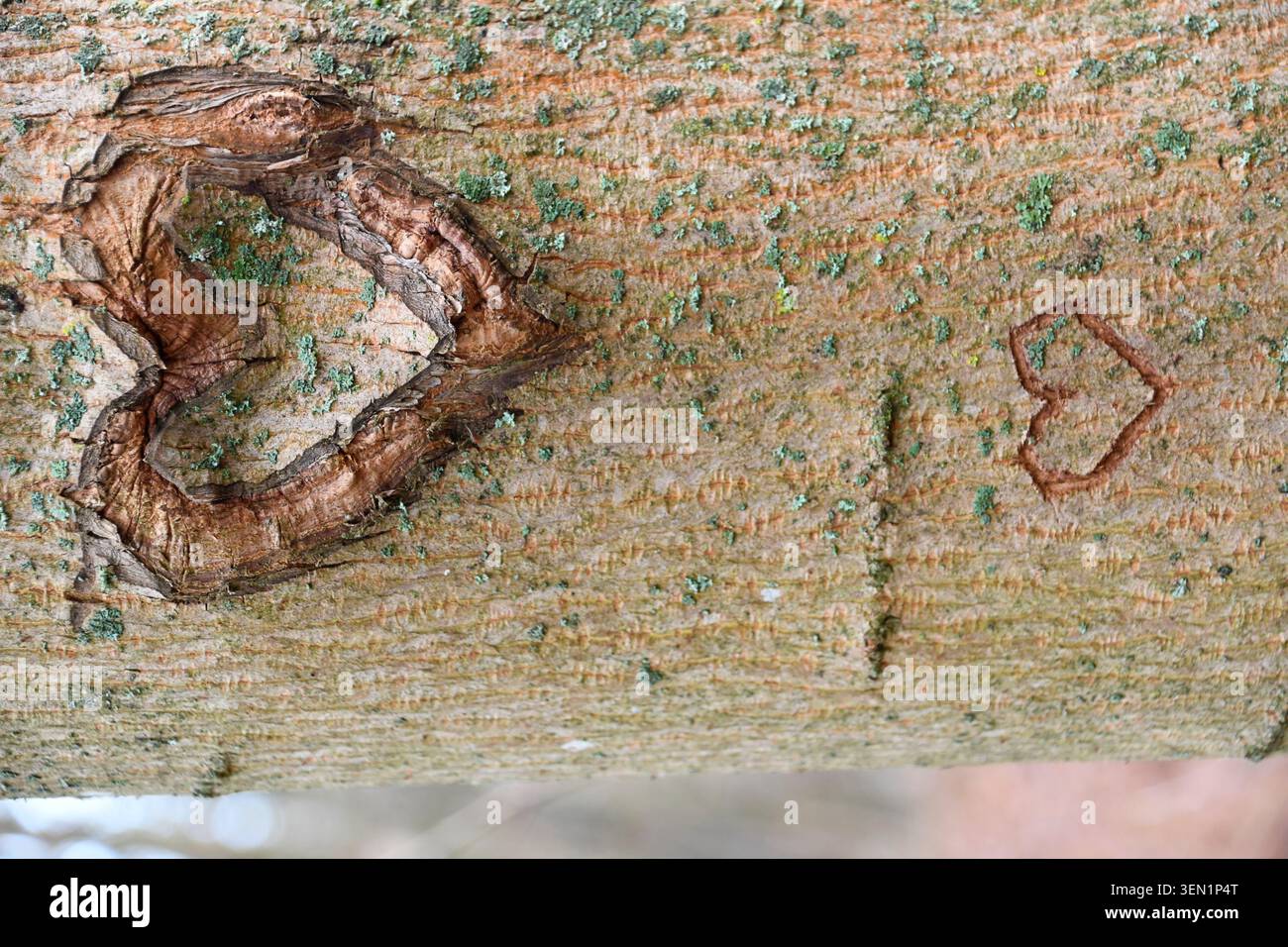 Cuore scavato nella corteccia degli alberi anni fa che è cresciuta insieme Foto Stock