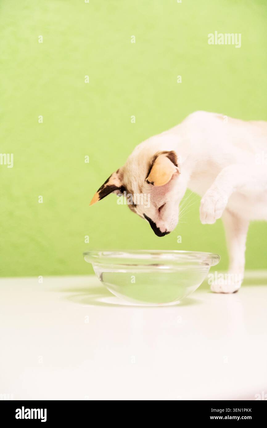 Gatto siamese nella ciotola dell'acqua Foto Stock