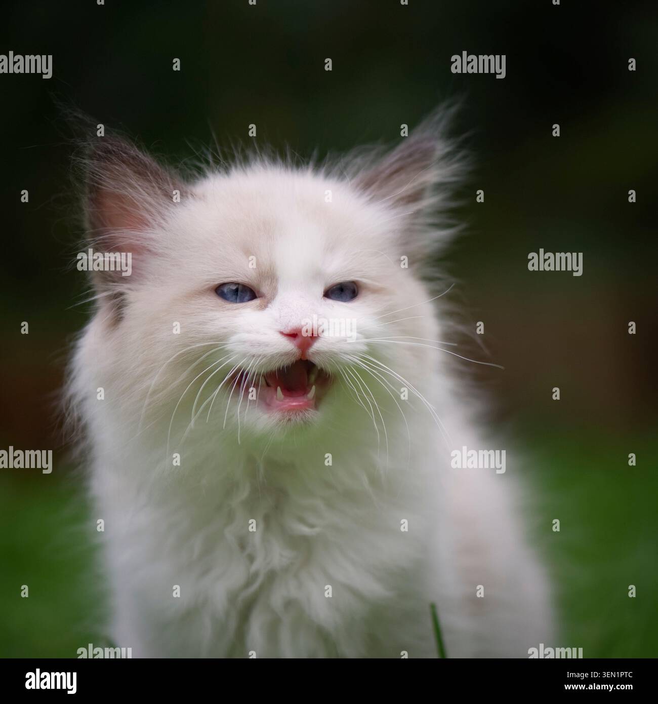 Ritratto di un gattino Ragdoll in giardino Foto Stock