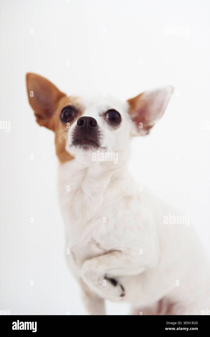 Ritratto di un chihuahua dai capelli corti Foto Stock