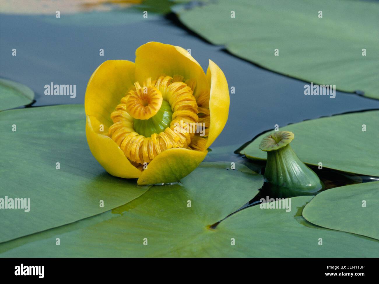 Giglio d'acqua (Nuphar lutea) primo piano di fiori in altopiano lago, Isola di Mull, Ebridi interne, Scozia, luglio Foto Stock