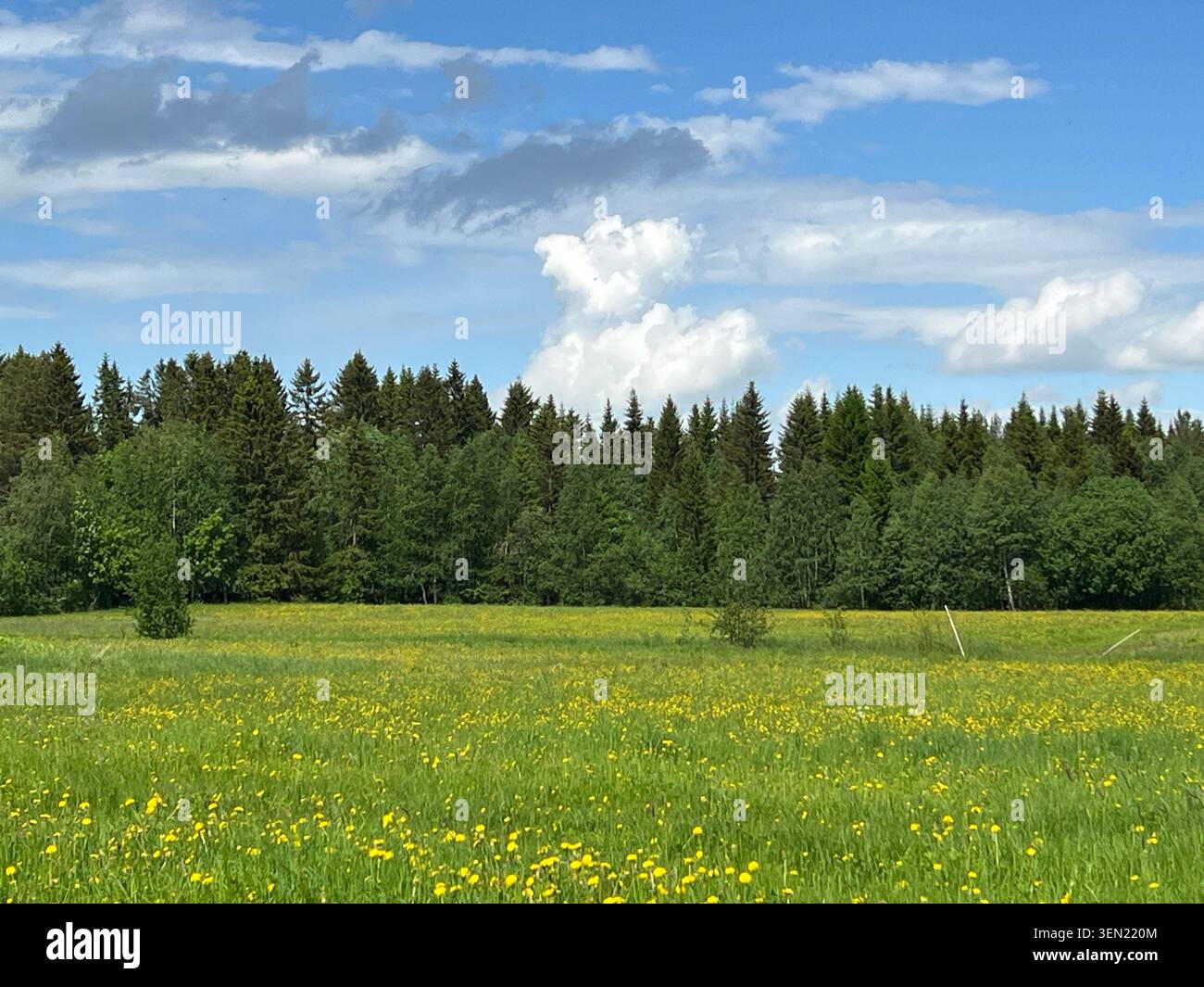 Prato floreale e paesaggio forestale in Svezia Foto Stock