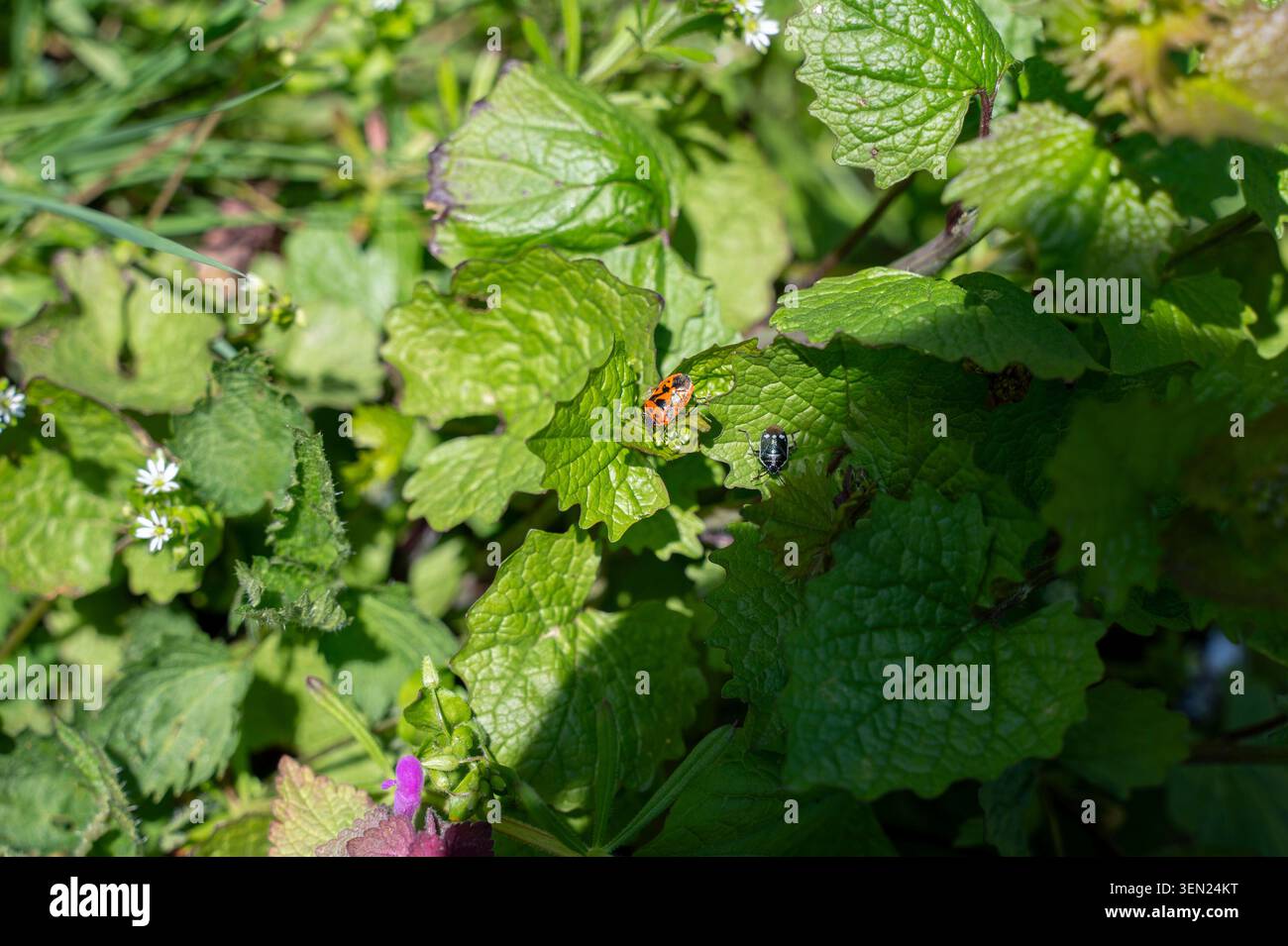 Una cimice di cavolo rosso (Eurydema ornata) e una cimice di cavolo (Eurydema oleraceum) su foglie verdi Foto Stock