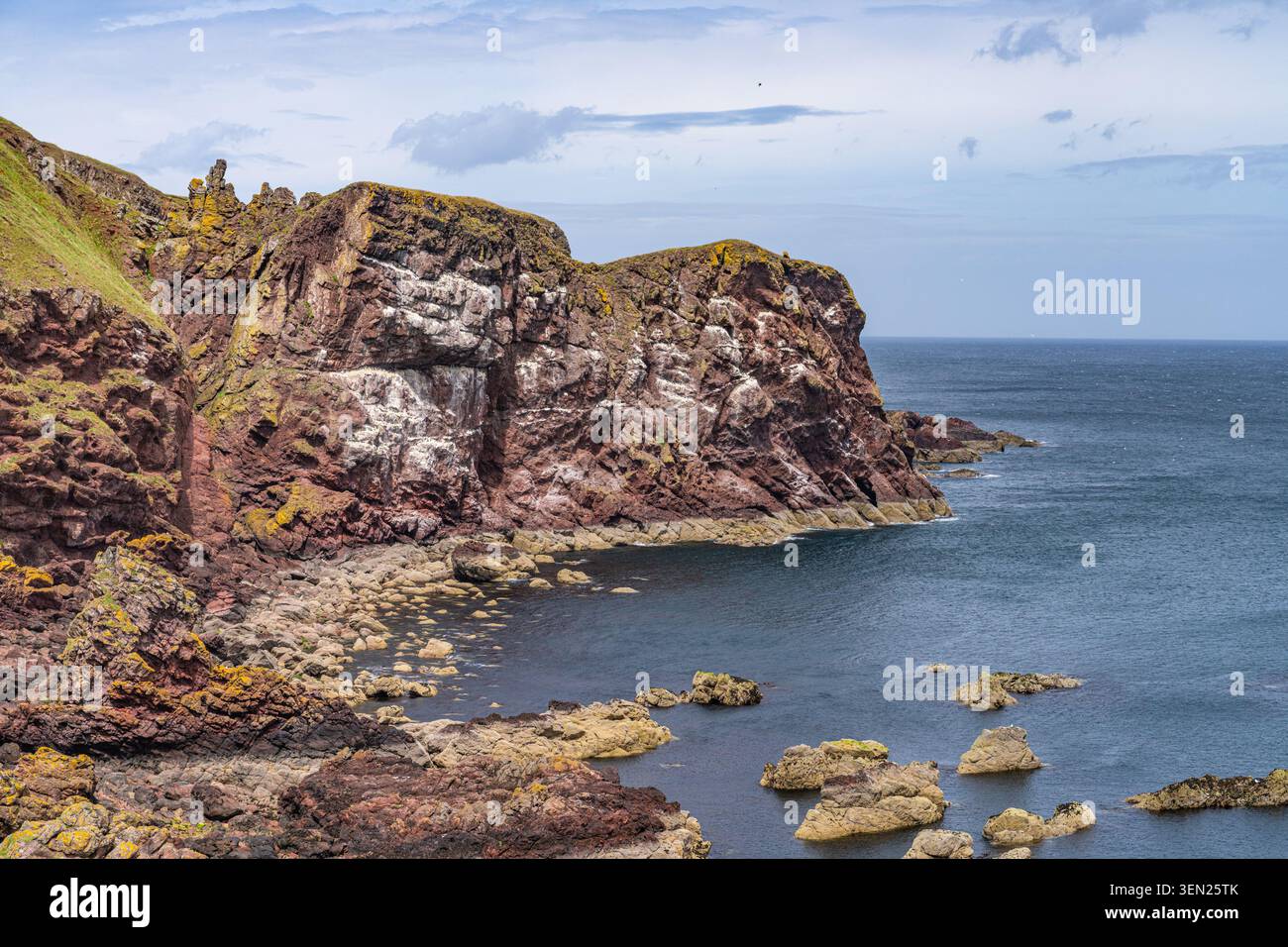 Riserva naturale di St Abbs in una brillante giornata estiva negli Scottish Borders, in Scozia, che mostra scogliere spettacolari e un vivace paesaggio costiero Foto Stock