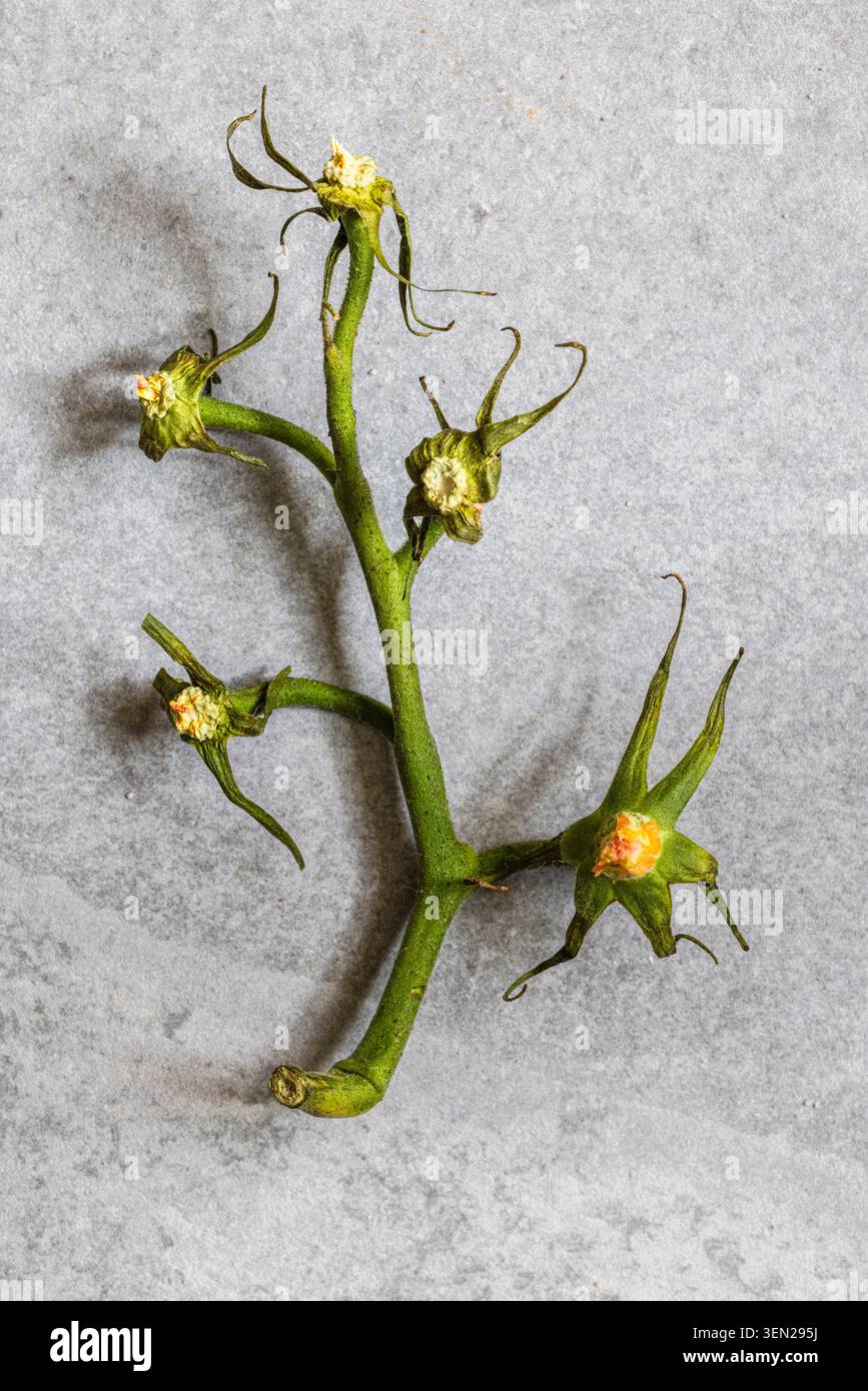 Gambo di pomodoro, natura morta Foto Stock