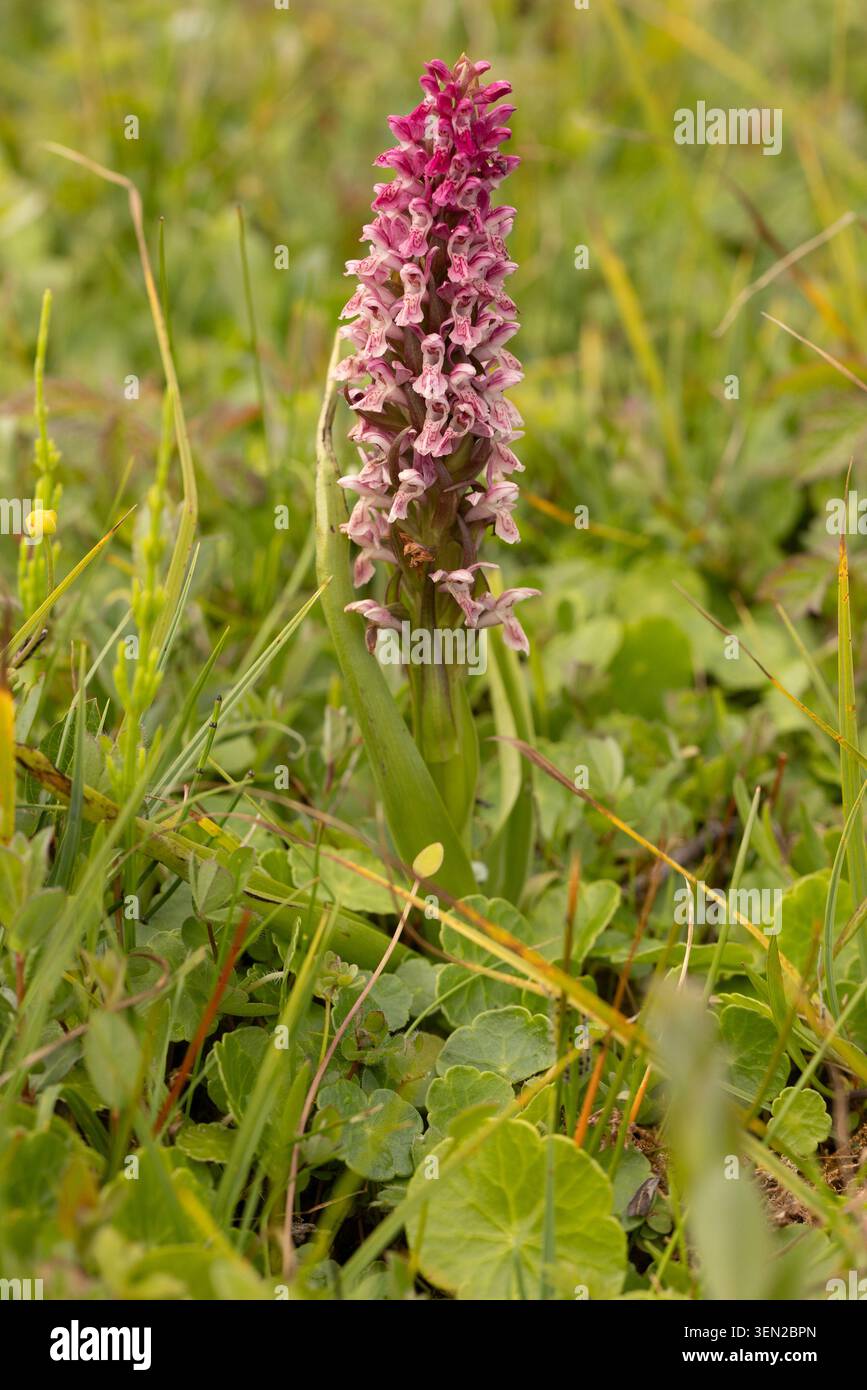 Early Marsh Orchid var. Incarnata - Dactylorhiza incarnata Foto Stock