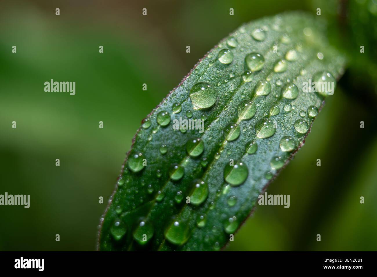 Foglie verdi bagnate ricoperte di gocce di rugiada mattutine Foto Stock