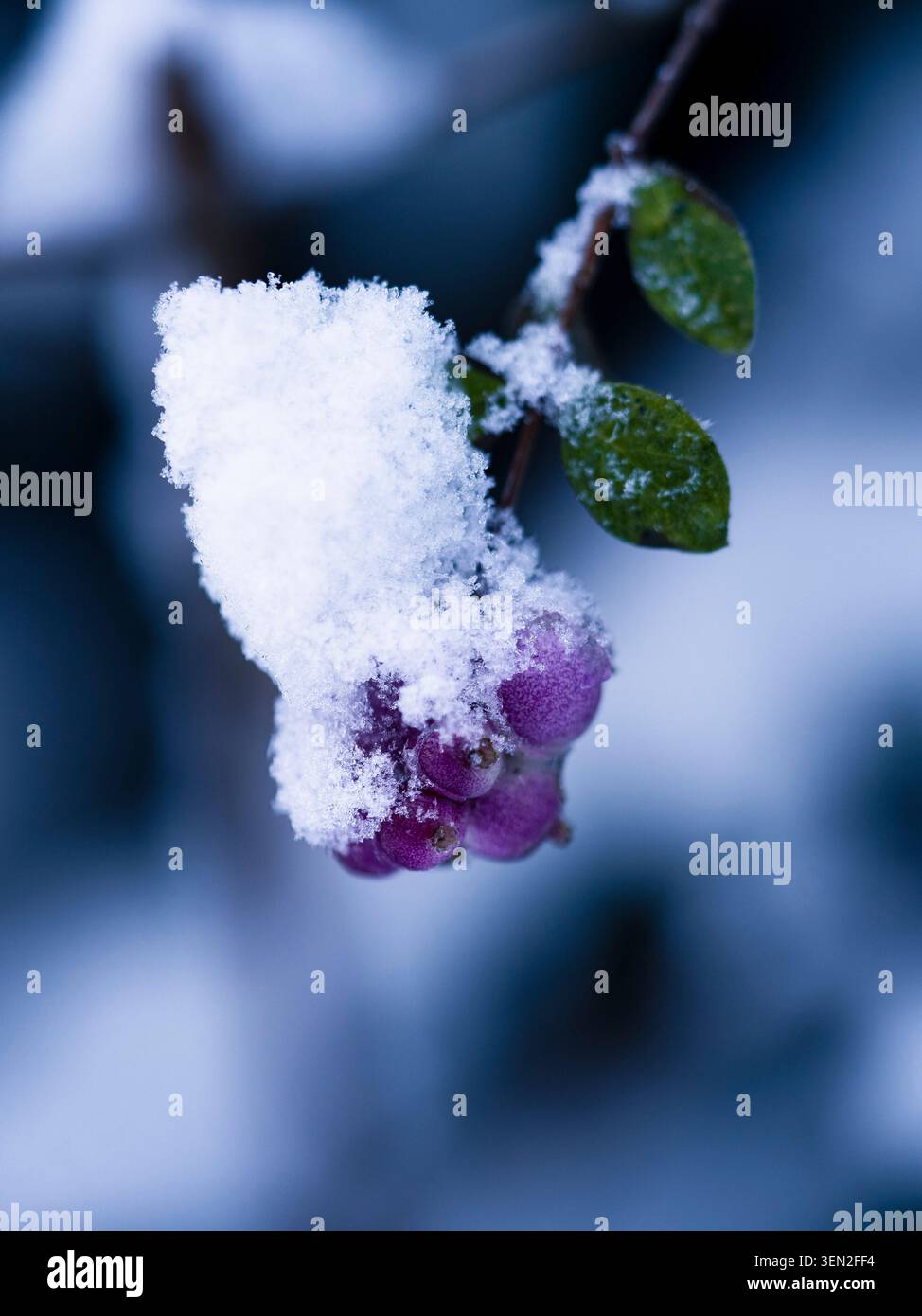 Bacche di sangue ricoperte di neve Foto Stock