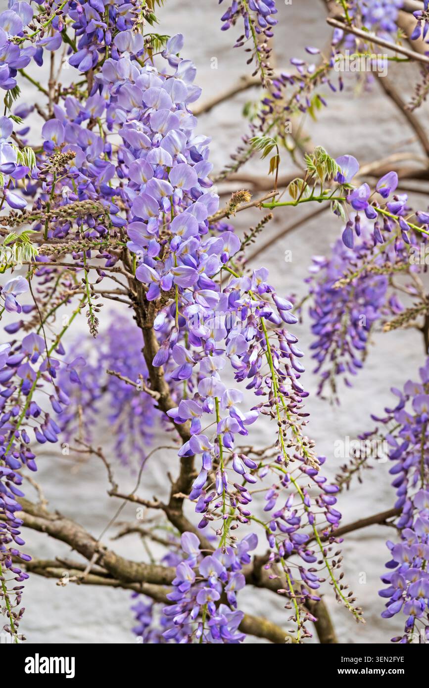 I fiori viola sono appesi in gruppi di steli verdi e rami marroni. Sfondo a trama di colore chiaro. Foto Stock