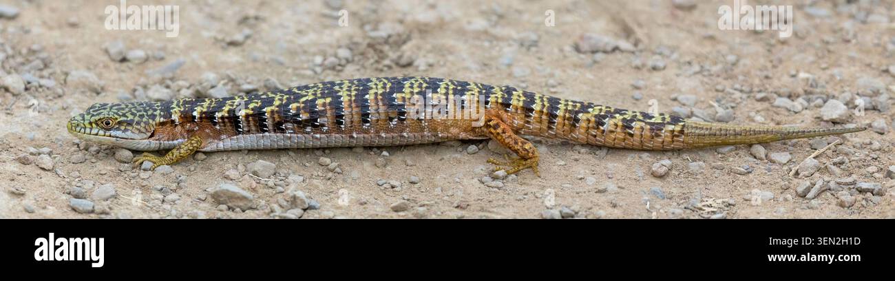 Profilo laterale di una lucertola di alligatore del Sud particolarmente colorata, allungata su un polveroso sentiero di ciottoli. Santa Teresa County Park, Santa Clara Foto Stock