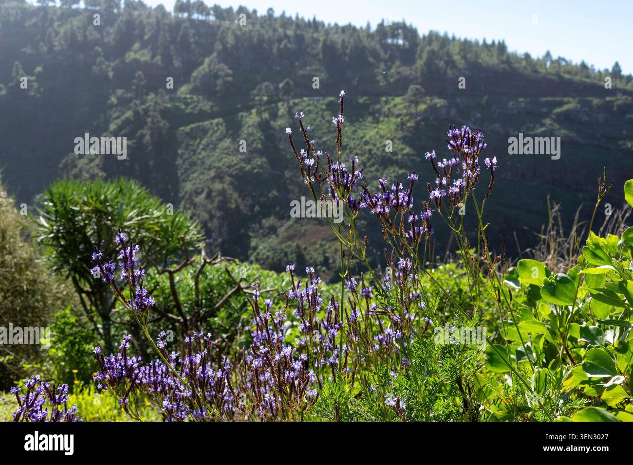 La Palma, lavanda delle Canarie, fiori Foto Stock