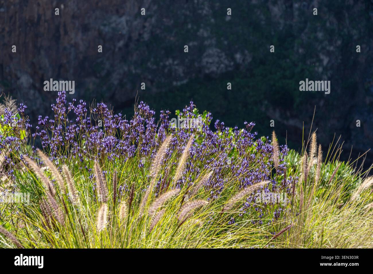 La Palma, lavanda delle Canarie, fiori Foto Stock