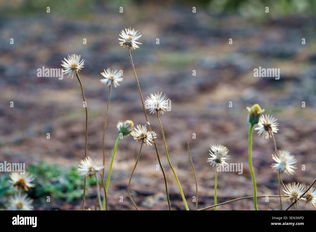 Tridax procumbens, tridax daisy Flower, Vettukkaaya-thalai (Tamil) o Zakhm-e-hayaat (Urdu), Karnataka, India Foto Stock