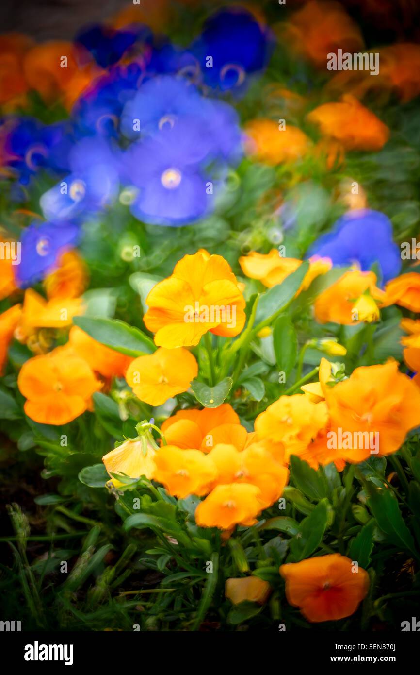 Prato floreale, pansie tufted arancioni e viola Foto Stock