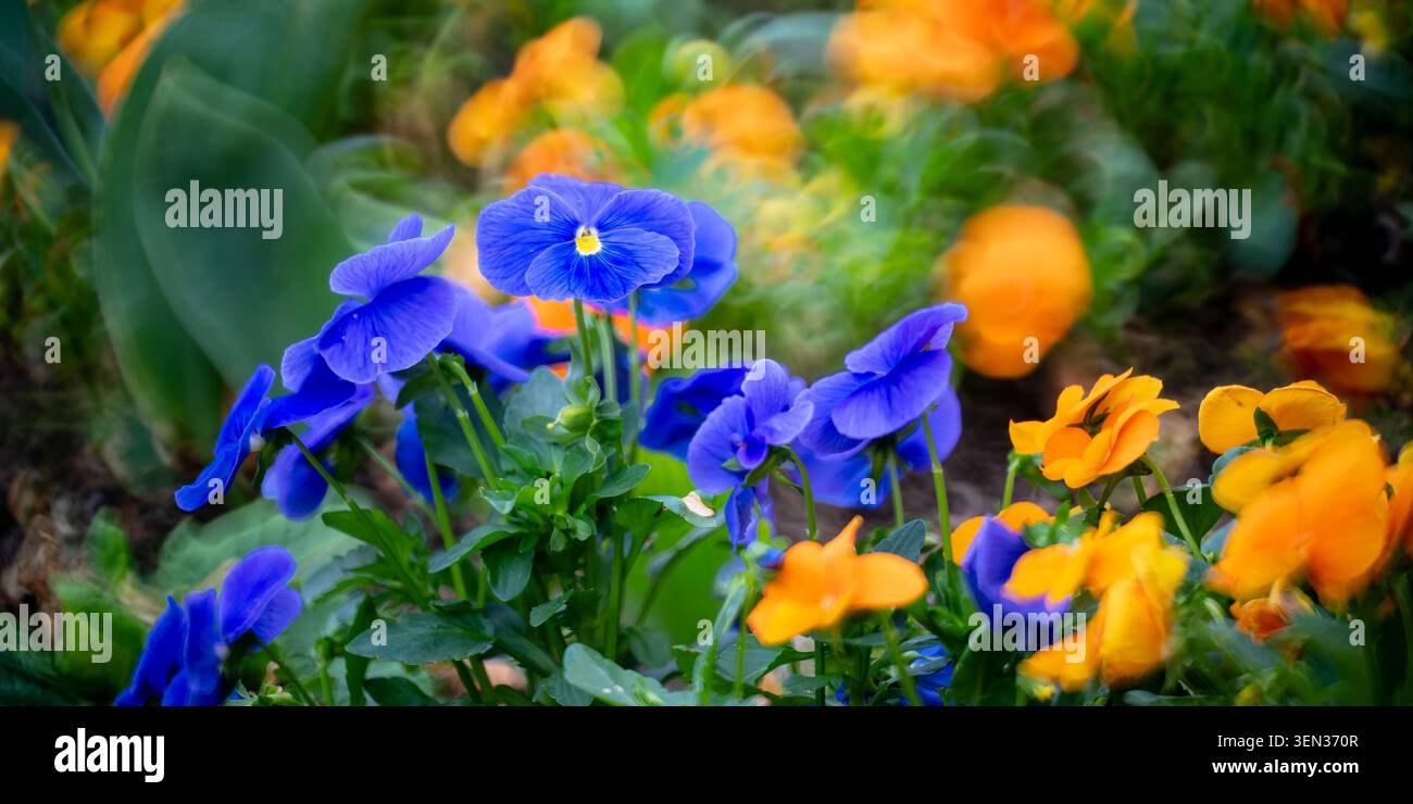 Prato floreale, pansie tufted arancioni e viola Foto Stock