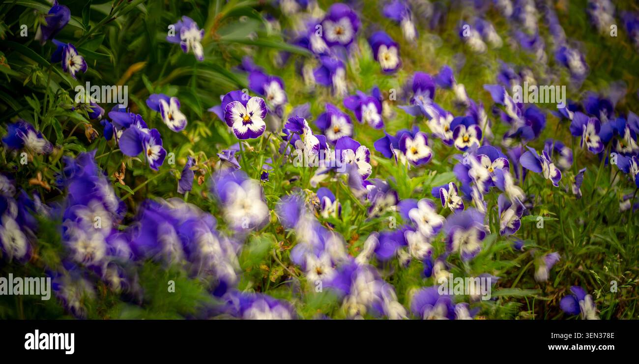 Prato floreale, pansie viola Foto Stock
