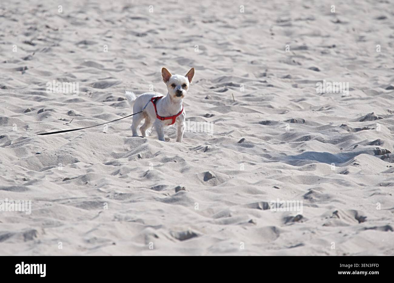 Un Chihuahua bianco al guinzaglio su una spiaggia di sabbia. Foto orizzontale Foto Stock