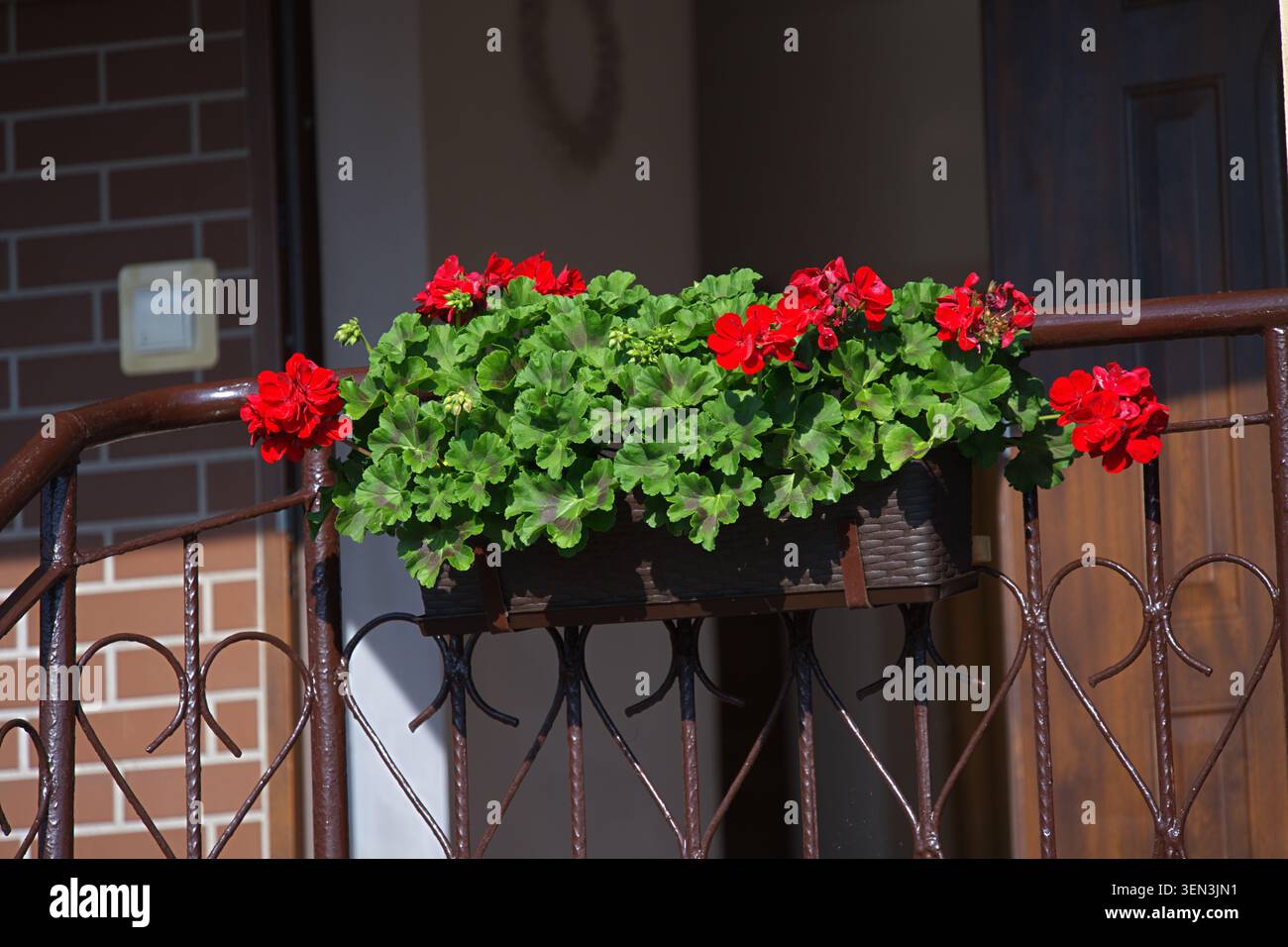 Pelargonium con foglie d'edera e fiori rossi brillanti in un vaso rettangolare. Foto di alta qualità Foto Stock