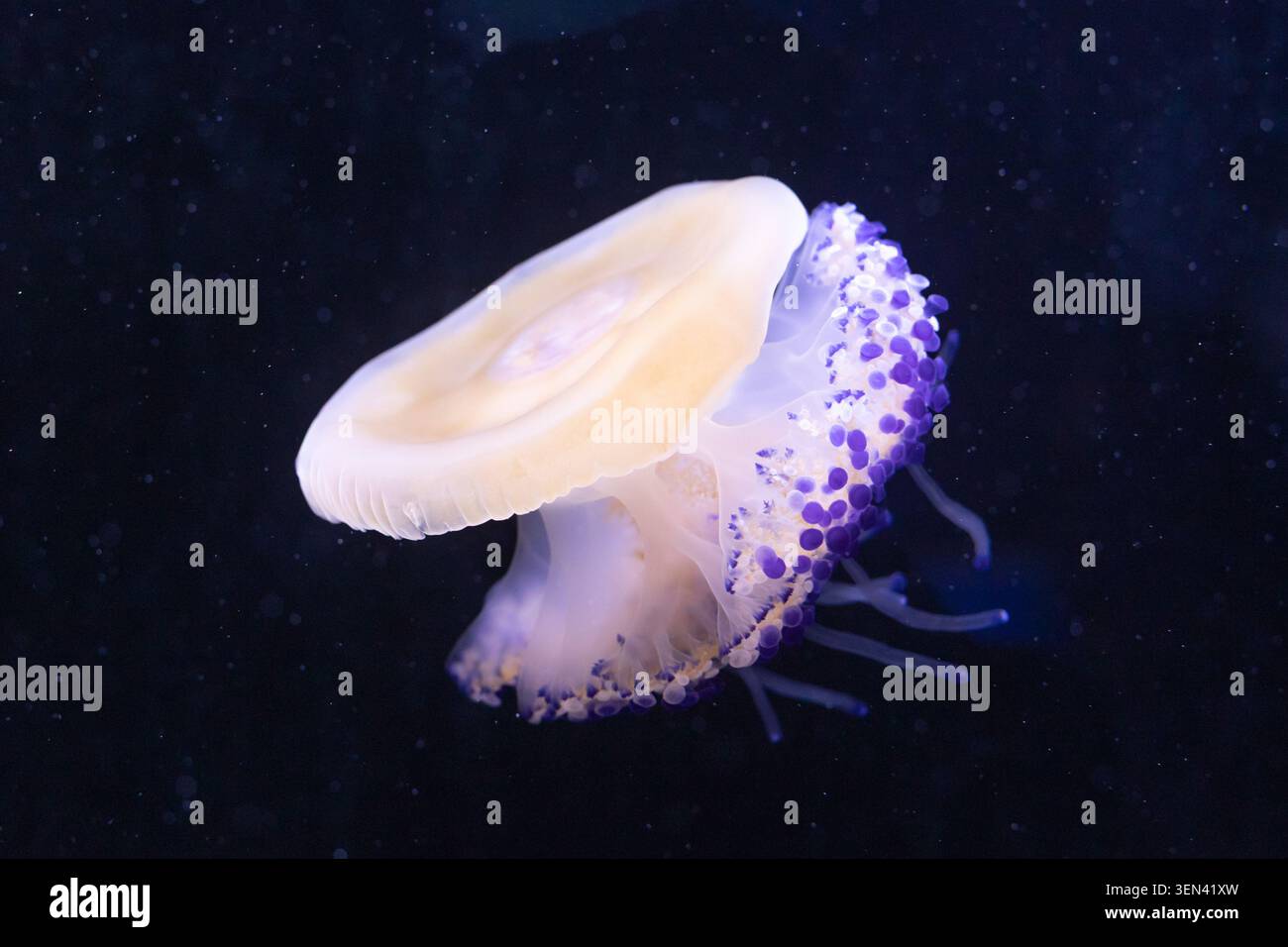 Vista ravvicinata delle meduse cotylorhiza tuberculata in acque profonde e scure Foto Stock