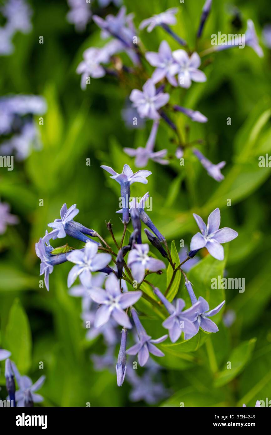 Ritratto naturale in primo piano di una pianta in fiore della deliziosa Amsonia 'Blue Ice', bluestar 'Blue Ice' nel sole amabile dell'inizio dell'estate. in fiore, mozzafiato, Foto Stock