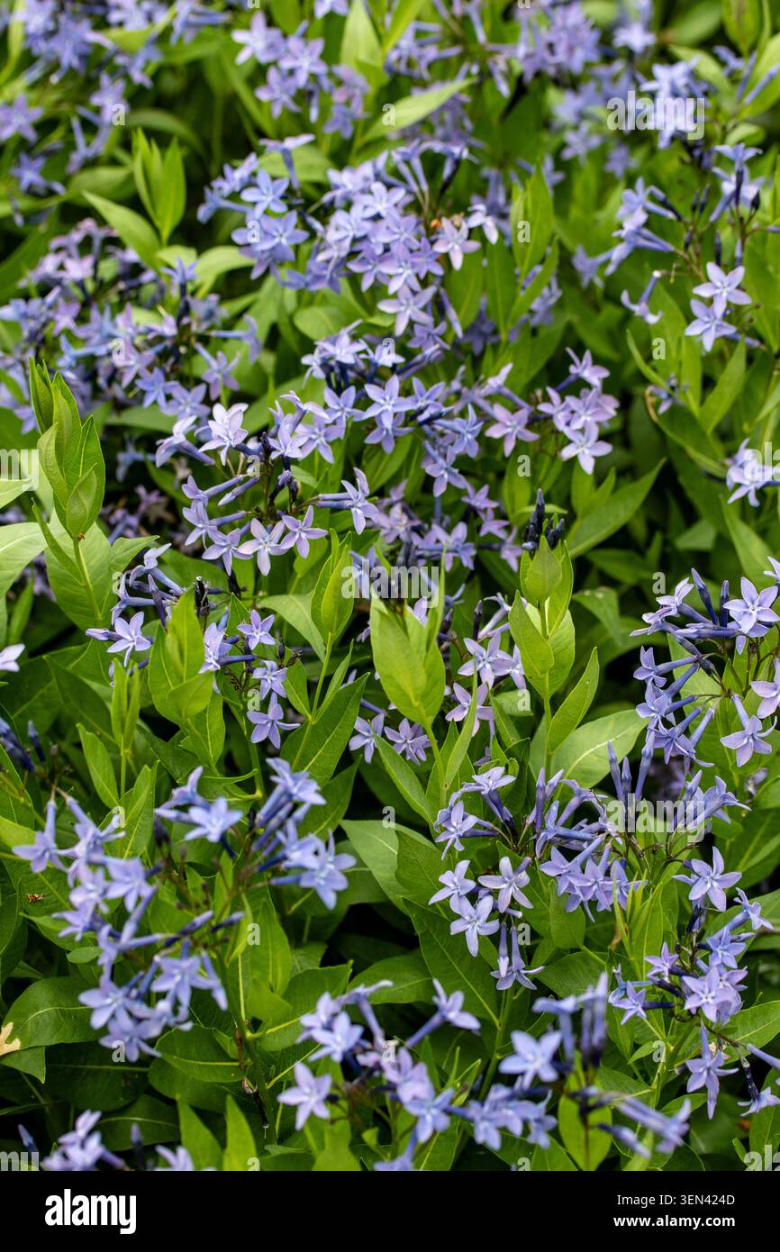 Ritratto naturale in primo piano di una pianta in fiore della deliziosa Amsonia 'Blue Ice', bluestar 'Blue Ice' nel sole amabile dell'inizio dell'estate. in fiore, mozzafiato, Foto Stock