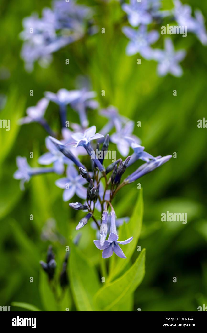 Ritratto naturale in primo piano di una pianta in fiore della deliziosa Amsonia 'Blue Ice', bluestar 'Blue Ice' nel sole amabile dell'inizio dell'estate. in fiore, mozzafiato, Foto Stock