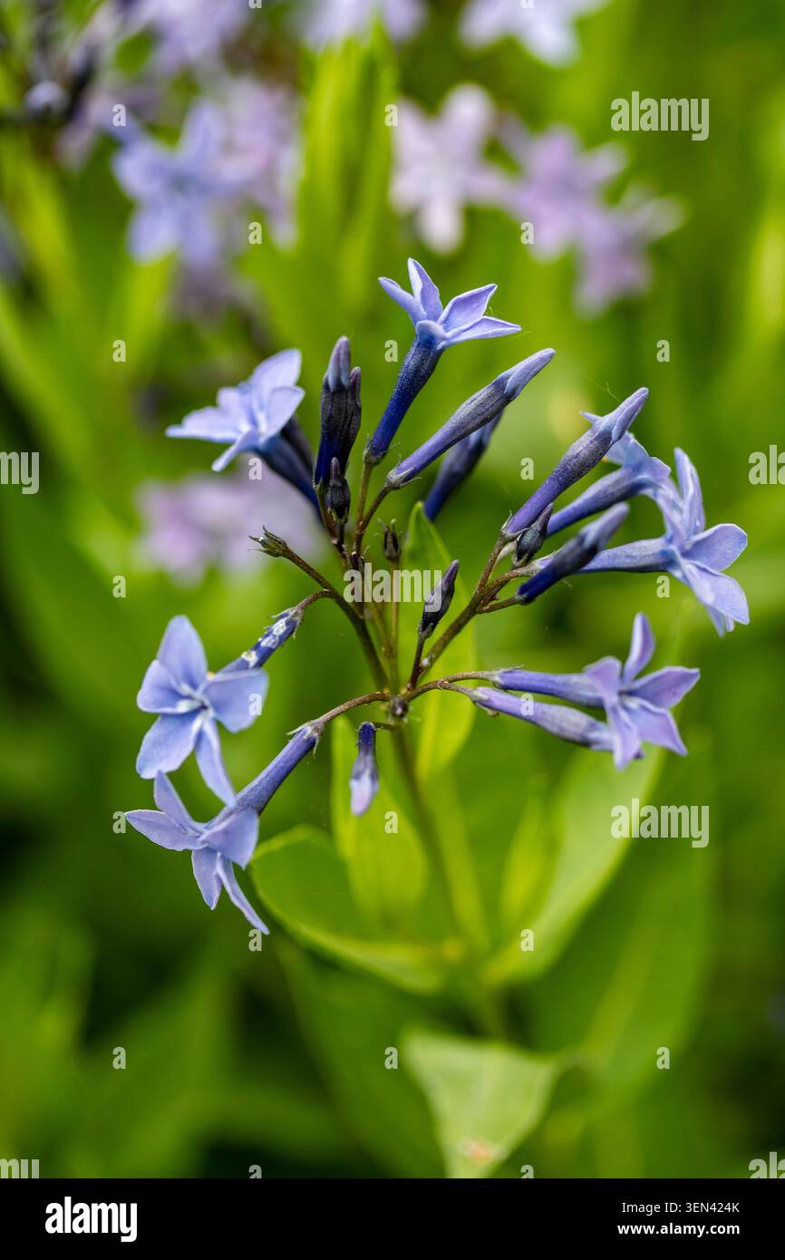 Ritratto naturale in primo piano di una pianta in fiore della deliziosa Amsonia 'Blue Ice', bluestar 'Blue Ice' nel sole amabile dell'inizio dell'estate. in fiore, mozzafiato, Foto Stock