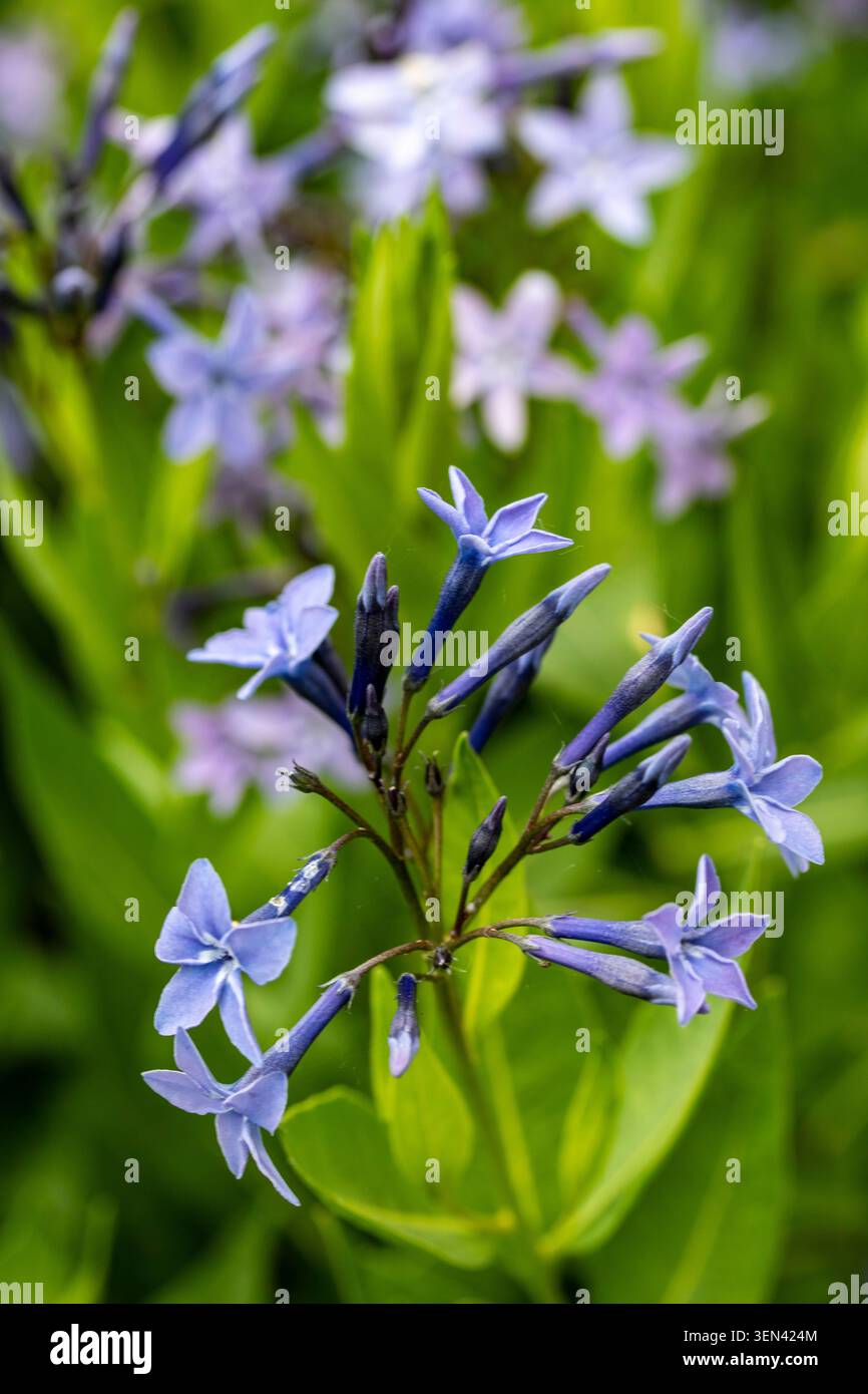 Ritratto naturale in primo piano di una pianta in fiore della deliziosa Amsonia 'Blue Ice', bluestar 'Blue Ice' nel sole amabile dell'inizio dell'estate. in fiore, mozzafiato, Foto Stock