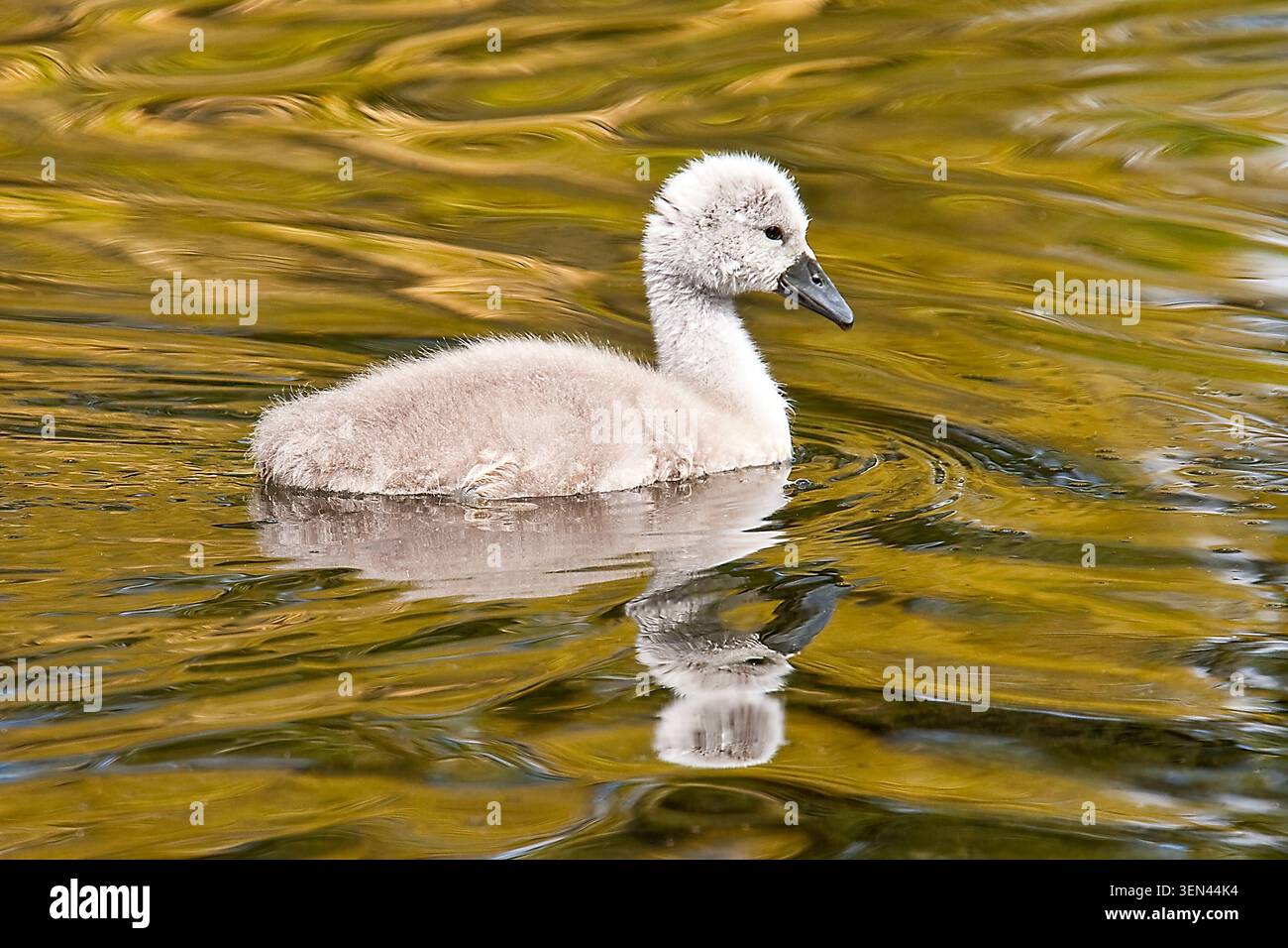Giovane e impavido, questo curioso cygnet rema oltre l'ala vigile della mamma, per esplorare un mondo di nuove avventure. Foto Stock