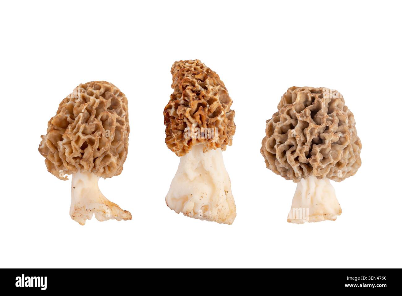Assortimento di funghi morel commestibili isolati su uno sfondo chiaro, che mostrano una consistenza naturale, esclusivi cappucci a nido d'ape e cibo selvatico gourmet Foto Stock