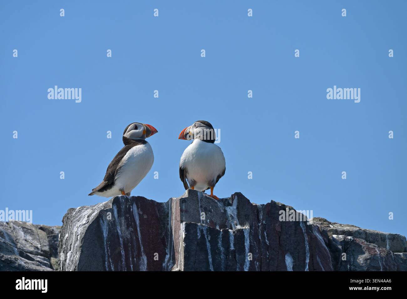 Two Puffins, Fratercula arctica, arroccato su rocce Isole farne, Northumberland UK May Foto Stock