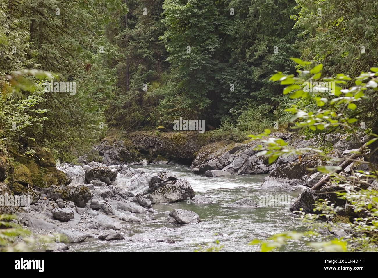 Scorre il fiume attraverso il canyon boscoso nel Robe Canyon, Washington, con sponde rocciose, vegetazione lussureggiante e tranquillo paesaggio del Pacifico nord-occidentale. Foto Stock