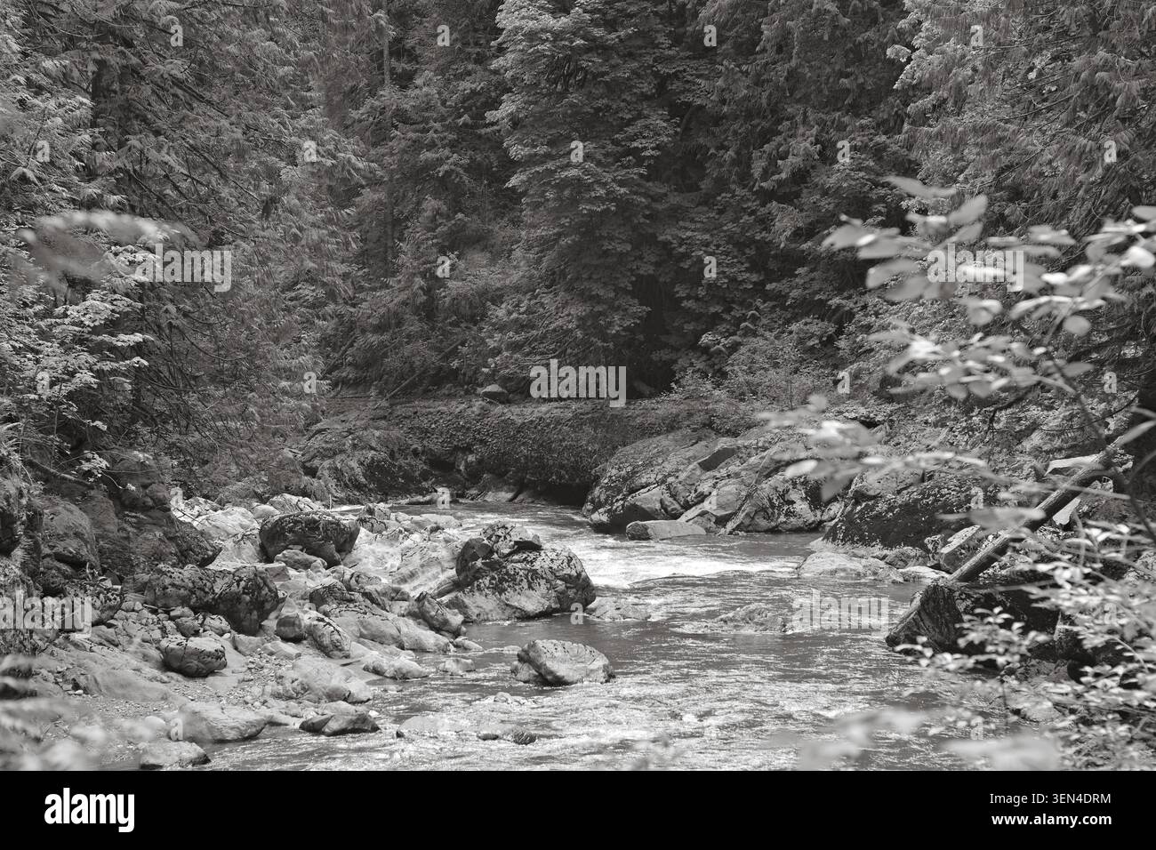Scorre il fiume attraverso il canyon boscoso nel Robe Canyon, Washington, con sponde rocciose, vegetazione lussureggiante e tranquillo paesaggio del Pacifico nord-occidentale. Foto Stock