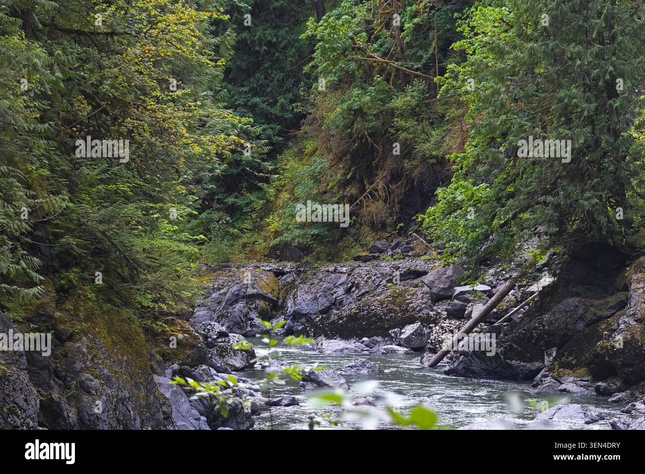 Il fiume scorre attraverso le pareti rocciose del canyon sotto i rami verdi della foresta nel Robe Canyon, Washington, mostrando la lussureggiante bellezza del Pacifico nord-occidentale Foto Stock