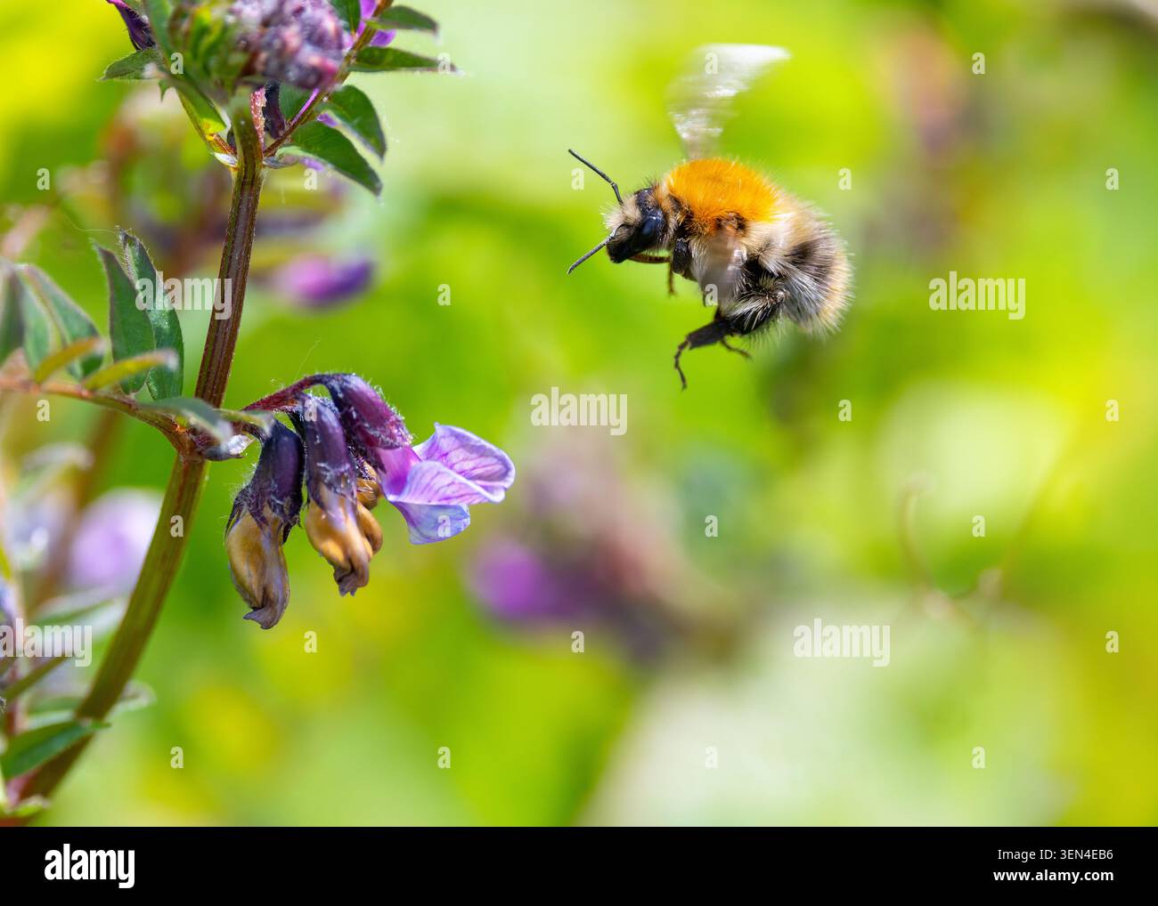 Ape bombus comune "Bombus pascuorum" si libra accanto alla fiore selvatico vicia "Vicia sativa" con le ali che vibrano in volo. Dublino, Irlanda Foto Stock