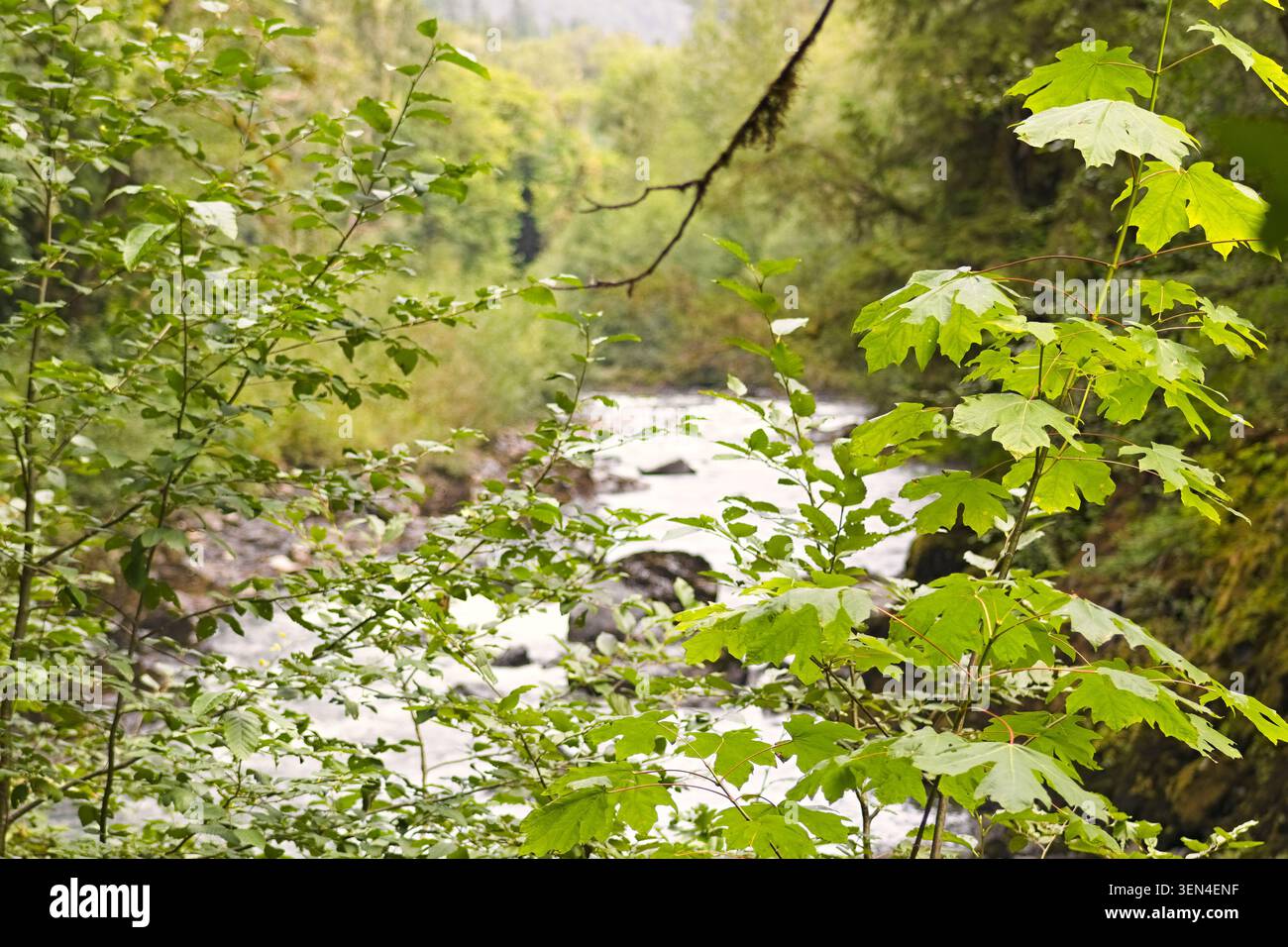 Vegetazione verde della foresta che incornicia un fiume che scorre nel Robe Canyon, Washington, evidenziando profondità, consistenza e paesaggio boschivo naturale. Foto Stock