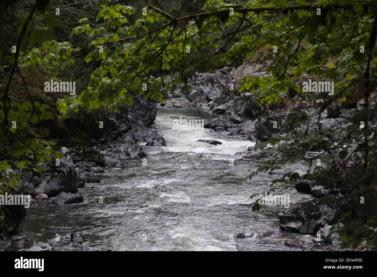Fiume che scorre attraverso pareti rocciose del canyon sotto i rami verdi della foresta nel Robe Canyon, Washington Foto Stock